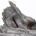 Gnarled trees, Aletsch Switzerland 6